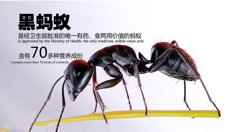 成都风湿专科医院:黑蚂蚁怎么吃可以治疗类风湿?